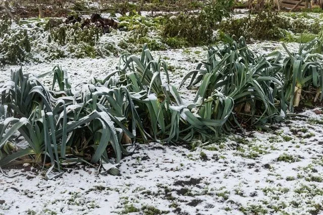 A row of leeks growing in a vegetable garden covere A row of leeks growing in a vegetable garden covere