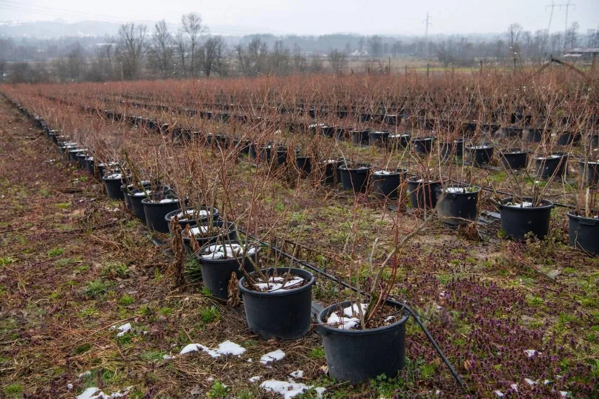 Blueberry fruit plantation farm Rows of high brushes in the pots with red leaves in winter Blueberry fruit plantation farm Rows of high brushes in the pots with red leaves in winter