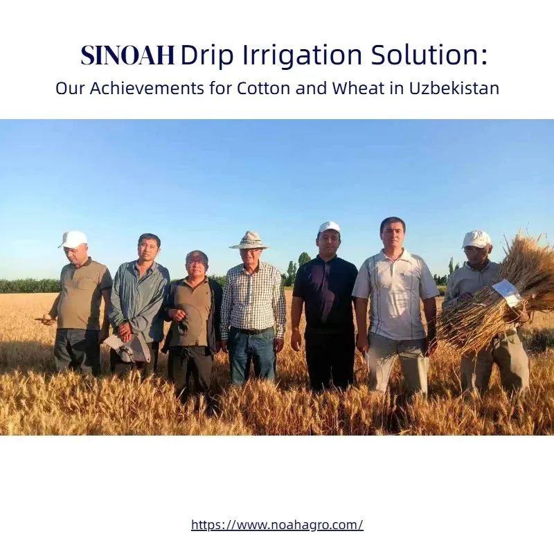 SINOAH Achievements for Cotton and Wheat in Uzbekistan SINOAH Achievements for Cotton and Wheat in Uzbekistan